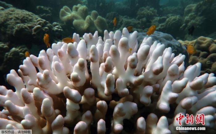资料图：2020年4月8日据英国《卫报》报道，五年内大堡礁发生第三次大规模白化事件，澳大利亚科学家表示，这是大堡礁这一海洋奇迹在“呼吁紧急援助”的信号，呼吁人们行动起来应对气候变化。