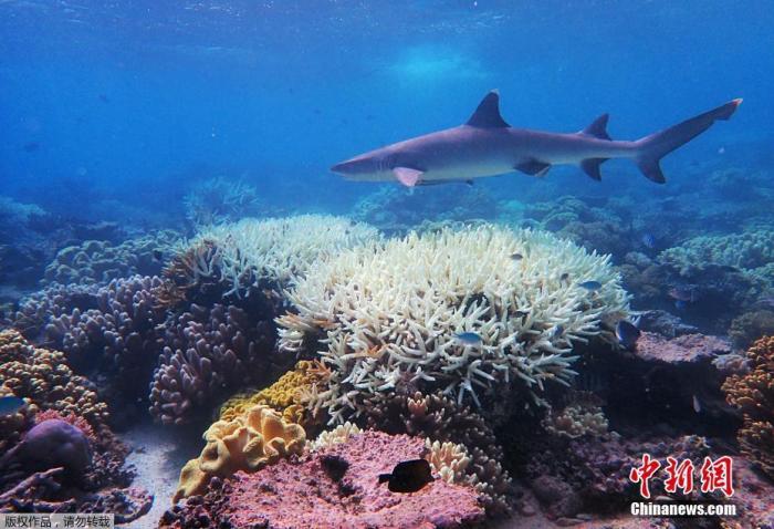 世遗大会将审议大堡礁保护状况 中方：坚决反对澳方抹黑