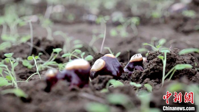 图为林芝市波密县民众悉心栽培的灵芝菌破土而出。<em></em>
中新社记者 贡桑拉姆 摄
