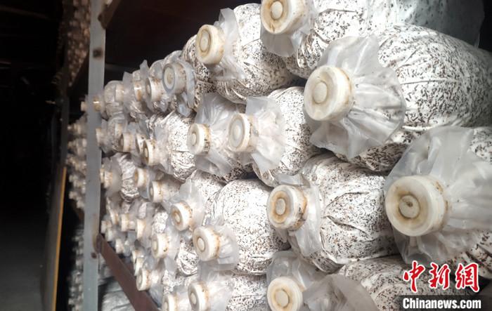 图为林芝市波密县倾多镇培养的灵芝菌菌袋。<em></em>
中新社记者 贡桑拉姆 摄