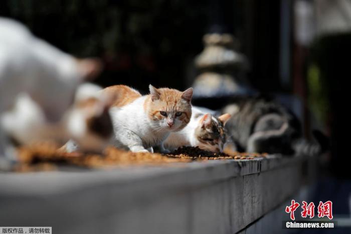 伊斯坦布尔市政当局正在采取行动拯救流浪动物的生命，为猫、狗甚至鸽子分发食物。