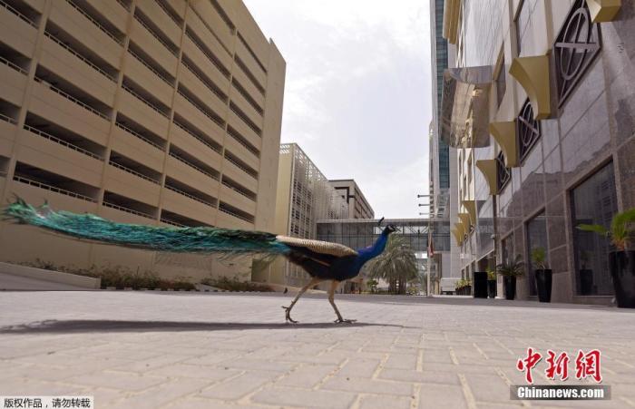 当地时间4月1日，一只孤独的孔雀走过迪拜街头，这条道路上的商店全部关闭。