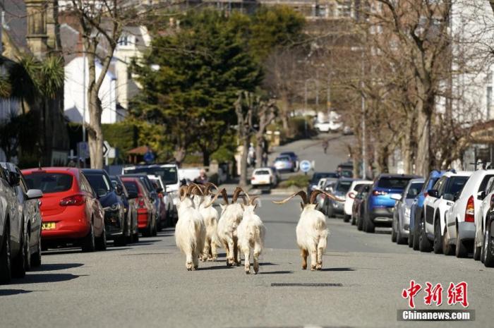 当地时间3月31日，英国威尔士兰迪德诺，山羊成群结队的在街道上闲逛。图片来源：视觉中国