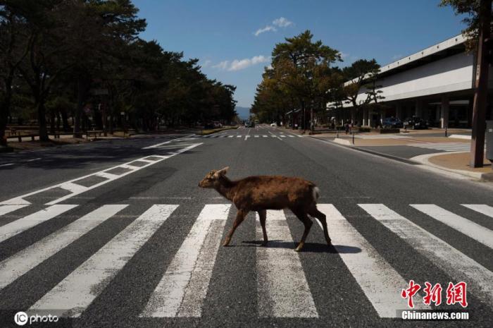 当地时间3月19日，日本奈良的小鹿正在过马路。奈良的1000多头鹿是当地一道风景，投喂小鹿给游客带来很多乐趣。图片来源：ICphoto