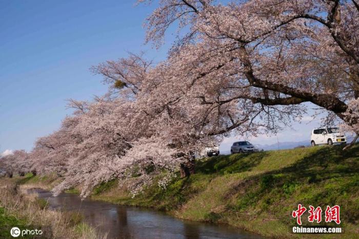 资料图：当地时间4月11日，日本山形县鹤冈，当地樱花盛开美如画卷。 图片来源：icphoto