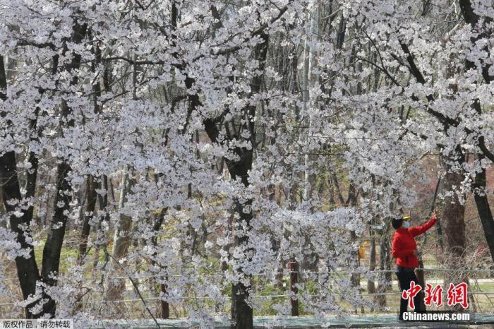 当地时间4月6日，韩国首尔，一位戴着口罩妇女在盛开的樱花树下拍照。