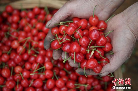 China allows the import of Hungarian fresh cherries that meet relevant requirements