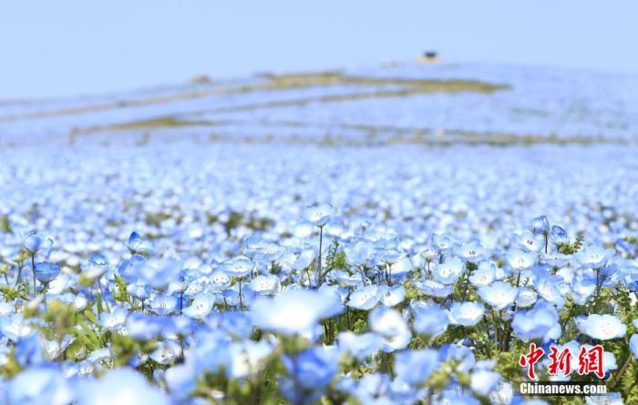 资料图:当地时间4月15日,日本茨城县,日立海滨公园内盛开的粉蝶花。 图片来源:视觉中国 资料图:当地时间4月15日,日本茨城县,日立海滨公园内盛开的粉蝶花。 图片来源:视觉中国
