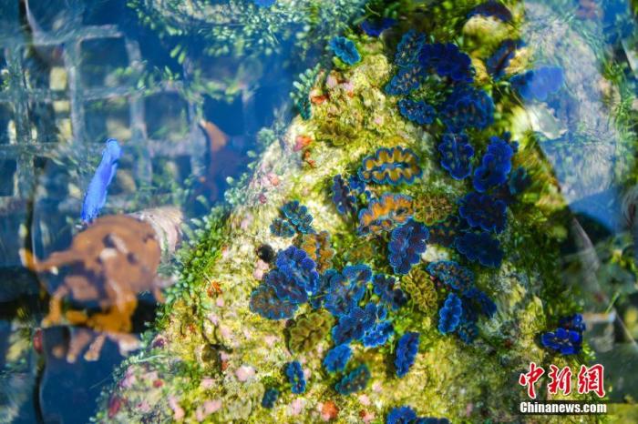 资料图：陆基珊瑚及砗磲培育基地水池中人工培育的砗磲。中新社记者 骆云飞 摄