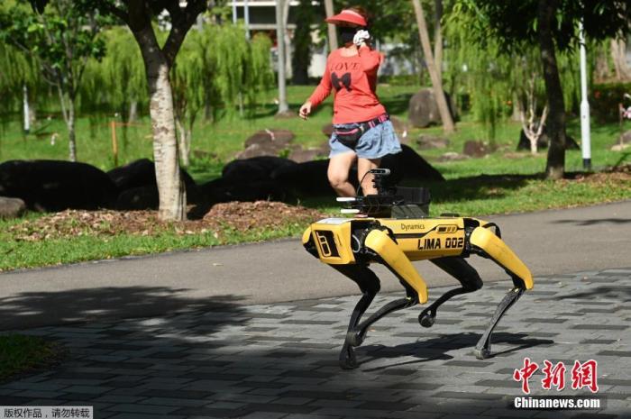 近日，新加坡一处公园出现机器狗巡逻，提醒人们保持安全的社交距离。