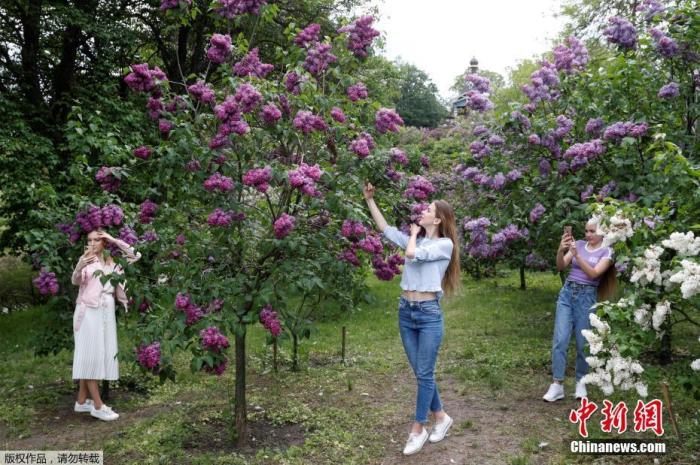 在乌克兰首都基辅，政府放松了对植物园的封锁措施，民众在盛开的丁香树前拍照。