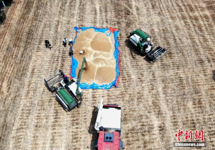 5月26日，河南省西平县正收割机正在收割小麦。王中举 摄