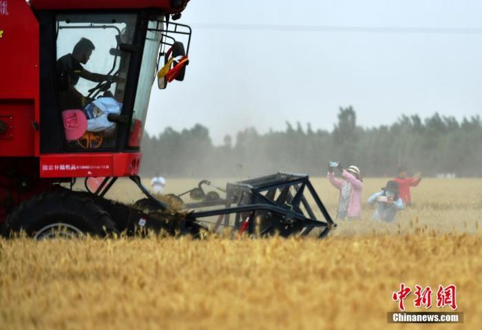 质料图：“三夏”小麦开镰大忙方式正式开启。费自
中新社记者 翟羽佳 摄