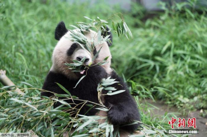 当地时间2020年6月23日，日本东京上野动物园重新开放的第一天，游客参观雌性大熊猫“香香”。日本东京都政府12日宣布，受新冠肺炎疫情影响，从2月底开始一直休园的上野动物园和葛西临海水族园将于23日重新对外开放。