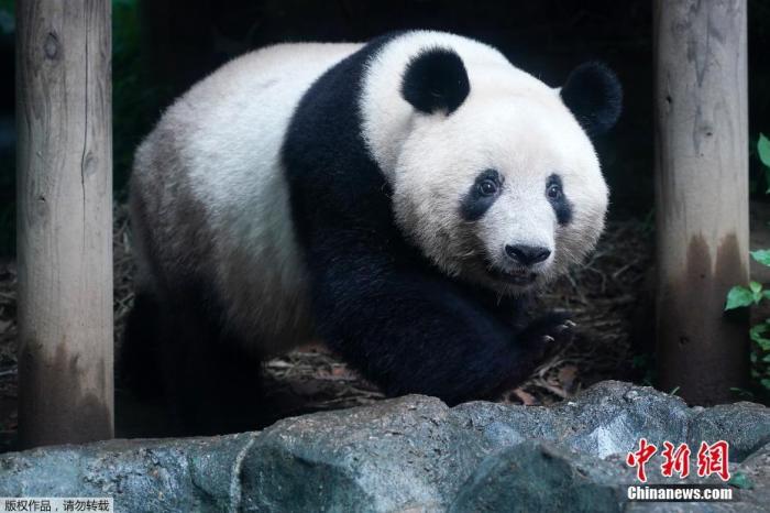 当地时间2020年6月23日，日本东京上野动物园重新开放的第一天，游客参观雌性大熊猫“香香”。