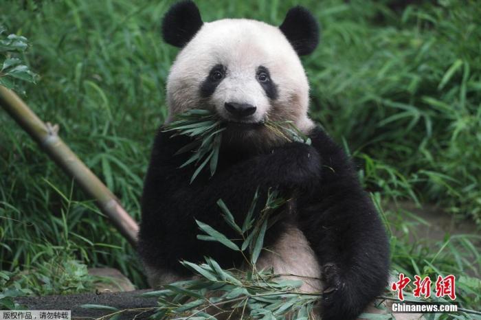 资料图：旅日雌性大熊猫“香香”。