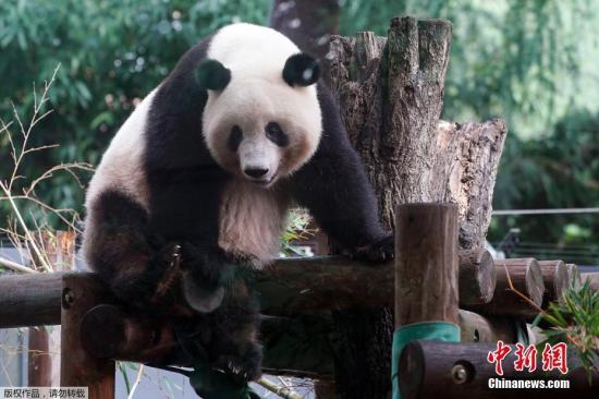 China, Japan reinforce giant panda cooperation