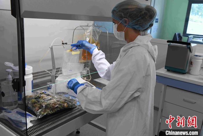 新冠肺炎疫情在法国已经有所缓解,法国企业纷纷推进复工复产。<a target='_blank' href='http://www.chinanews.com/'>中新社</a>记者独家探访法国海鲜捕捞与加工的领军企业Mericq集团,该集团已恢复正常生产,期待拓展中国市场,让中国消费者能够有机会品尝更多来自法国等国家的高级海鲜产品。Mericq集团总部位于法国南部新阿基坦大区洛特-加龙省省会阿让。该城人口3万多人,是洛特-加龙省人口最多的城市。Mericq集团拥有员工700多人,是阿让本地最重要的企业。图为当地时间6月26日,集团内部实验室工作人员正在对海鲜产品进行化验。
<a target='_blank' href='http://www.chinanews.com/'>中新社</a>记者 李洋 摄 新冠肺炎疫情在法国已经有所缓解,法国企业纷纷推进复工复产。<a target='_blank' href='http://www.chinanews.com/'>中新社</a>记者独家探访法国海鲜捕捞与加工的领军企业Mericq集团,该集团已恢复正常生产,期待拓展中国市场,让中国消费者能够有机会品尝更多来自法国等国家的高级海鲜产品。Mericq集团总部位于法国南部新阿基坦大区洛特-加龙省省会阿让。该城人口3万多人,是洛特-加龙省人口最多的城市。Mericq集团拥有员工700多人,是阿让本地最重要的企业。图为当地时间6月26日,集团内部实验室工作人员正在对海鲜产品进行化验。
<a target='_blank' href='http://www.chinanews.com/'>中新社</a>记者 李洋 摄