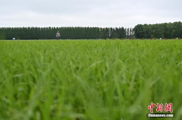 6月15日，工作人员在稻田查看水稻长势。
中新社记者 张兴龙 摄