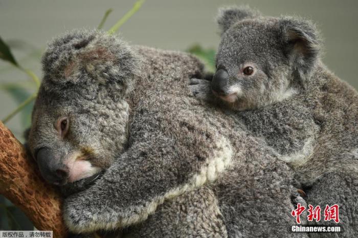 当地时间2020年7月8日，澳大利亚悉尼，悉尼野生动物园中8个月大的考拉在它妈妈的背上玩耍。