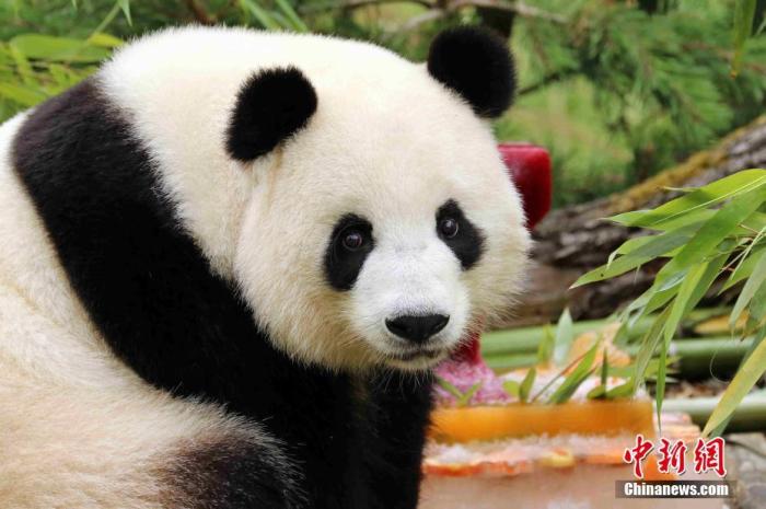 当地时间7月10日，生活在德国柏林动物园的雌性大熊猫“梦梦”迎来其7岁生日。园方特地为其准备了一个由冰块制成，装点有胡萝卜、苹果、竹子的“生日蛋糕”。
<a target='_blank' href='http://www.chinanews.com/'>中新社</a>发 柏林动物园 供图