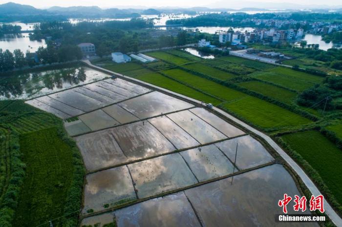 资料图：洪水退去后，江西湖口县均桥镇农民在播种育秧。 李学华 摄