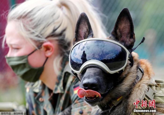 当地时间2020年7月24日，德国Daun，德国训练军犬嗅检新冠病毒感染者，狗狗戴着防晒和防尘墨镜亮相。
