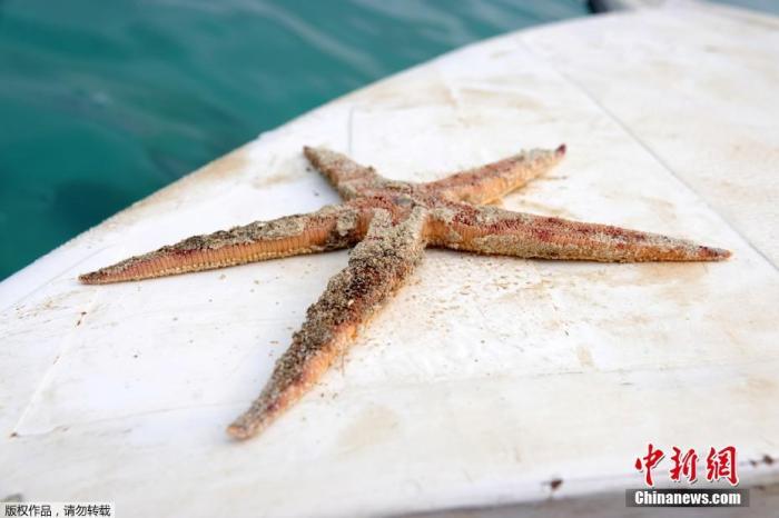 毛里求斯近海发生漏油事故后，海边发现的海星尸体。
