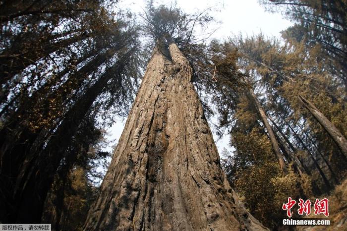 当地时间8月24日，美国加州大盆地红杉州立公园，一颗被命名为“森林之父”的红杉树仍然屹立不倒。