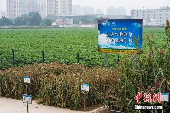 Experts praise China's efforts to ensure food security