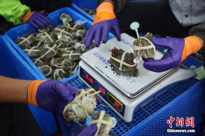 9月21日，苏州市相城区阳澄湖大闸蟹养殖基地内，技术熟练的工人正在给螃蟹称重。<a target='_blank' href='http://www.chinanews.com/'>中新社</a>记者 泱波 摄