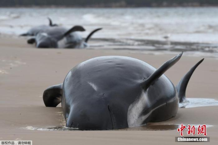 救援人员23日称，当日早上发现的鲸鱼中，大部分似乎已经死亡。这些鲸鱼是在一次空中侦察中被发现的，当时救援人员正在试图查看还有多少活着的鲸鱼。
