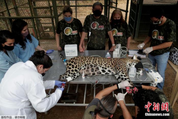 近日，巴西戈亚斯州，美洲豹在潘塔纳尔湿地的火灾中受伤，接受治疗。图为美洲豹Ousado接受治疗。
