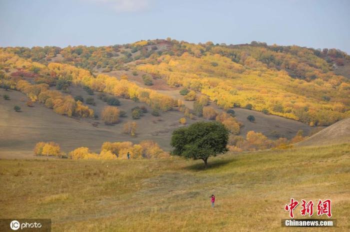 资料图：9月24日，内蒙古赤峰克什克腾旗乌兰布统，大地上金色连绵，一棵棵白桦树和杨树好像扎上了金黄色的头巾，宛如迷人的童话世界。图片来源：ICphoto