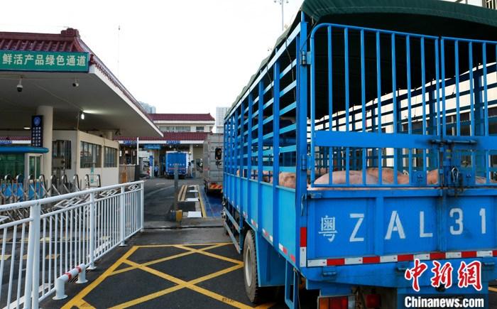 9月25日，拱北海关对外公布，位于珠海斗门的内地供澳门活猪过驳站启用四个月来，已过驳活猪22671头，超过内地供澳活猪总量的七成以上。目前供澳活猪的猪源从广东扩大到了湖南、江西、广西等地，缓解供澳活猪紧张局面的同时，稳定了澳门猪肉价格。图为供澳活猪车辆正在通过拱北口岸的鲜活产品绿色通道。
<a target='_blank' href='http://www.chinanews.com/'>中新社</a>发 俞波 摄