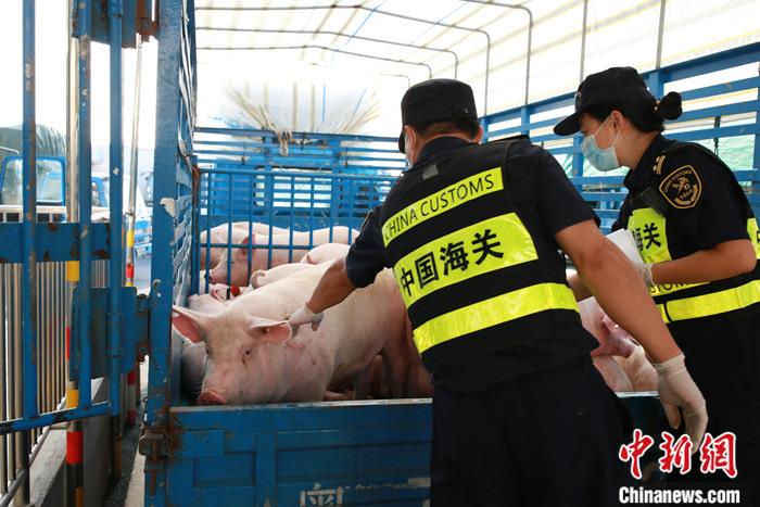 9月25日，拱北海关对外公布，位于珠海斗门的内地供澳门活猪过驳站启用四个月来，已过驳活猪22671头，超过内地供澳活猪总量的七成以上。目前供澳活猪的猪源从广东扩大到了湖南、江西、广西等地，缓解供澳活猪紧张局面的同时，稳定了澳门猪肉价格。图为海关关员正在对供澳活猪进行离境检疫。
<a target='_blank' href='http://www.chinanews.com/'>中新社</a>发 俞波 摄
