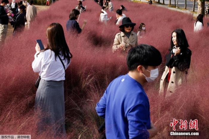 资料图：韩国京畿道河南市，公园中的粉黛乱子草进入盛开期，吸引游客拍照游玩。