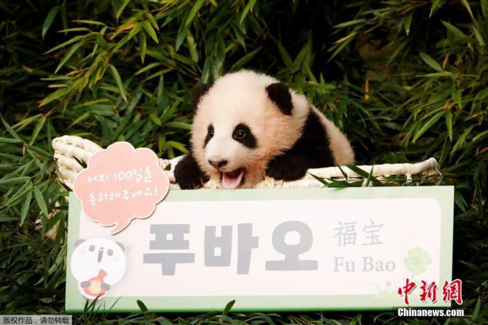 当地时间11月4日，韩国爱宝乐园表示，7月20日在韩国降生的首只大熊猫宝宝(雌性)取名为“福宝”。今年9月22日到10月11日，爱宝乐园为大熊猫宝宝公开征名，候选名字有4个，分别是超宝、星宝、幸幸和福宝。