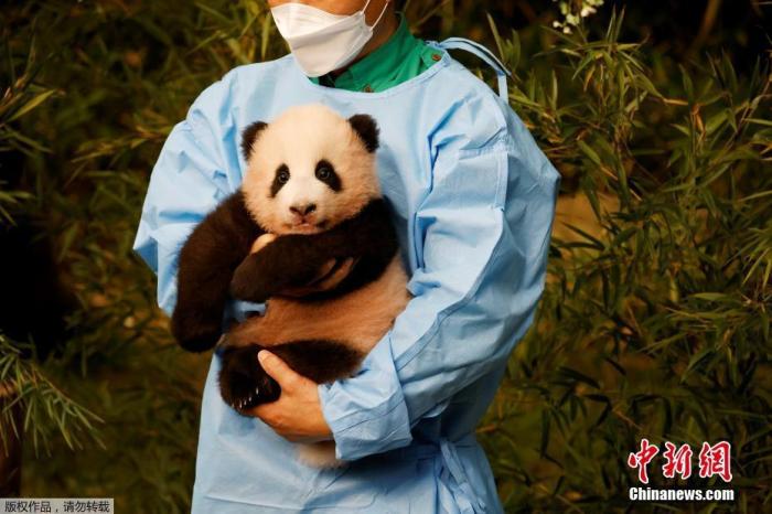 在韩国诞生的首只大熊猫被取名为“福宝”