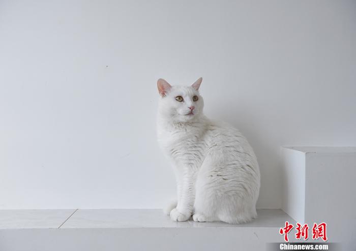 资料图：猫。中新网记者 李霈韵 摄