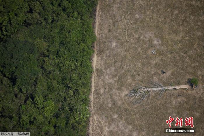 8月14日，巴西朗多尼亚州的亚马孙热带雨林中，一颗树木躺在被砍伐后的空地上。Ueslei Marcelin