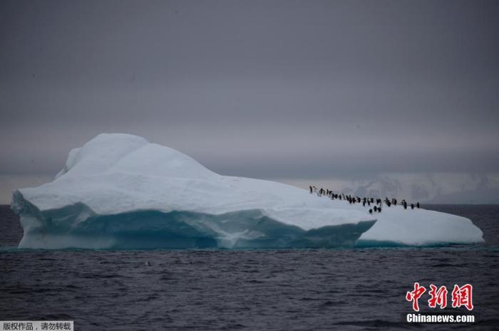 2月6日，南极洲勒梅尔海峡附近，一群帽带企鹅在冰山上行走。Ueslei Marcelino