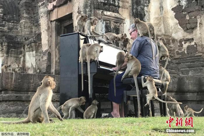 近日，泰国华富里，英国音乐家保罗·巴顿为占据华富里历史遗迹的猴群演奏钢琴。巴顿称，这场特殊的音乐会旨在引起人们对这群饥饿的猴子的重视。
