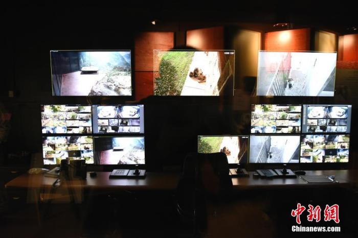 图为11月22日拍摄的华盛顿国家动物园熊猫馆的实时视频监控室。
中新社记者 陈孟统 摄 图为11月22日拍摄的华盛顿国家动物园熊猫馆的实时视频监控室。
中新社记者 陈孟统 摄