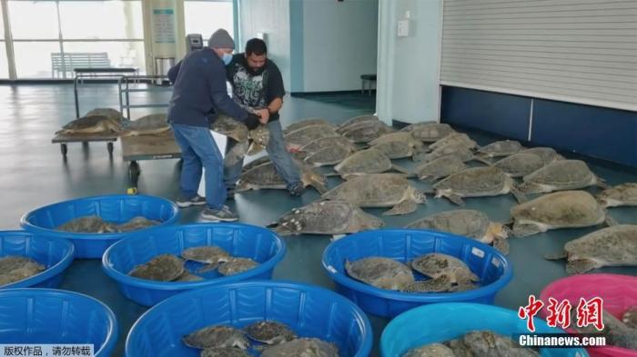2月19日消息，近日，美国得州遭遇极寒天气，大量海龟被冻僵。图为当地民众将冻僵的海龟送往南帕德雷岛的一个疏散中心救助。