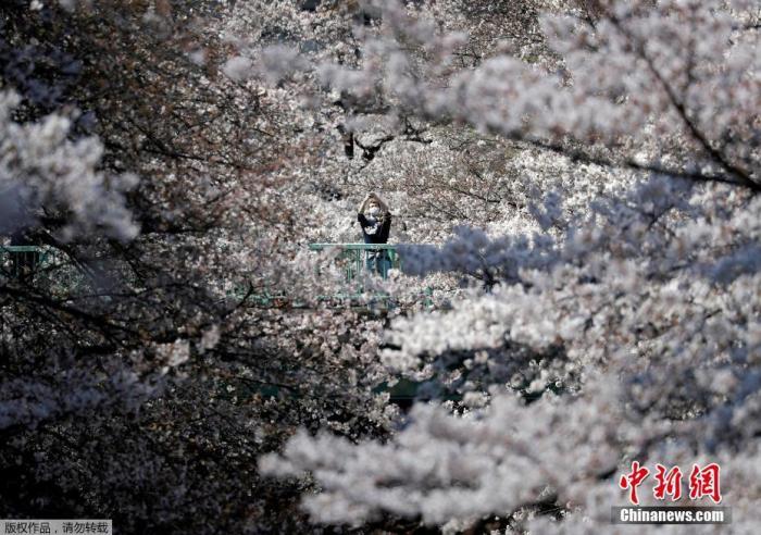 资料图：当地时间3月23日，日本东京街头巷尾樱花盛开，进入最佳观赏季，游客漫步花海享受春光。