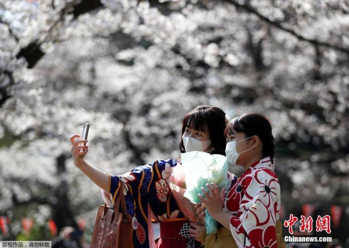 当地时间3月23日，日本东京街头巷尾樱花盛开，进入最佳观赏季，游客漫步花海享受春光。