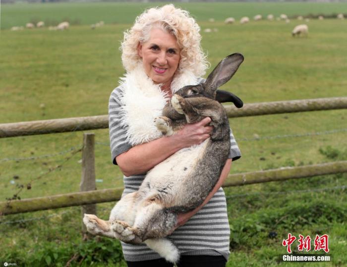 女主人安妮特-爱德华兹和她饲养的世界上最大的兔子。