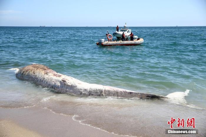 当地时间2021年5月13日，土耳其梅尔辛，14米长鲸鱼搁浅被冲上岸，海岸警卫队和消防员将其转移。图片来源：视觉中国