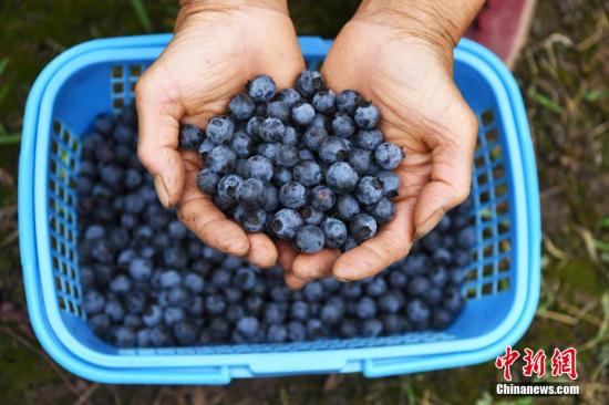 Serbian blueberries to be imported to China